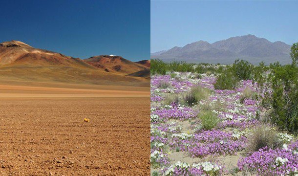 20. 開花的沙漠：智利的沙漠在大雨過後形成長滿花朵的美景。<BR><BR>