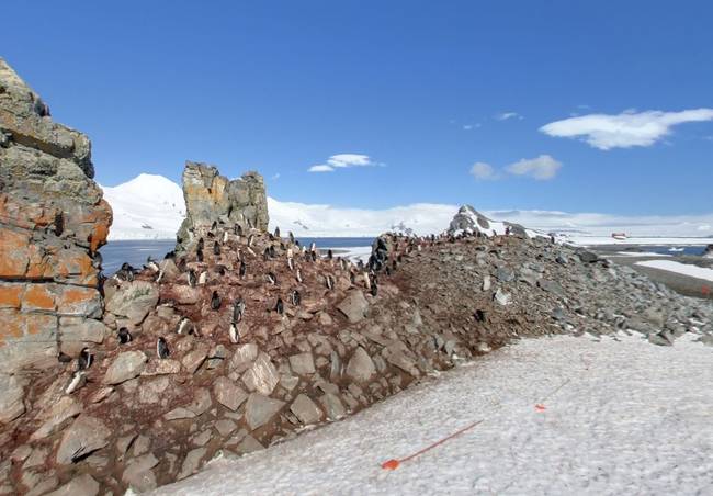 半月島，南極洲  (Half Moon Island, Antarctica)