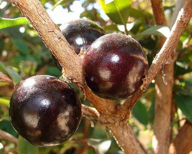 嘉寶果（又稱擬愛樹木 Jabuticaba） 樹原產於南美的巴西南部、靠近城市聖保羅的地區。<BR><BR>
