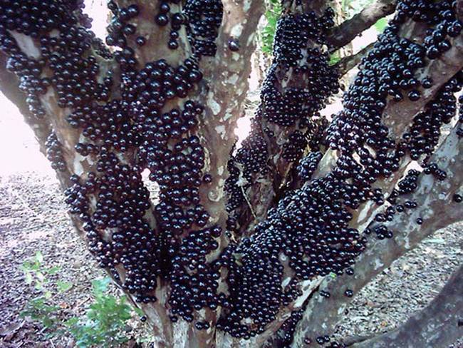 嘉寶果奇特的地方就是它的果實直接長在樹枝和樹幹上。<BR><BR>