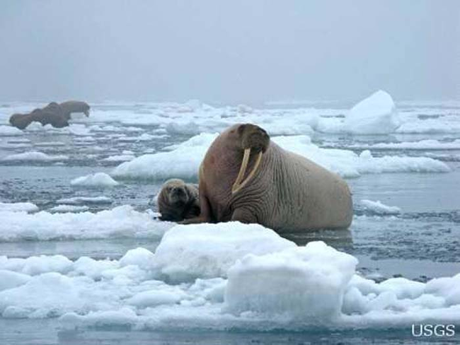 如果沒有緩和氣候變遷對海象生存環境造成的破壞，海象的未來令人堪憂。<BR><BR>北極地區的衛星監測顯示，這個夏天是從1979年來，冰塊第6少的一次。<BR><BR>