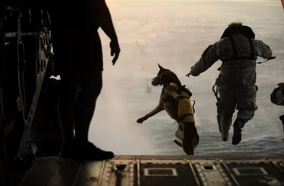 13. 美國士兵和特種部隊軍用犬Pronto，在水中訓練時，從直升機跳下來。<BR><BR>