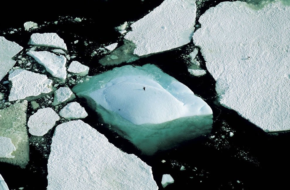 17. 在南極洲阿黛利地(Adelie Land) ，一隻站在冰山上的阿德利企鵝(Adelie penguin)。<BR><BR>