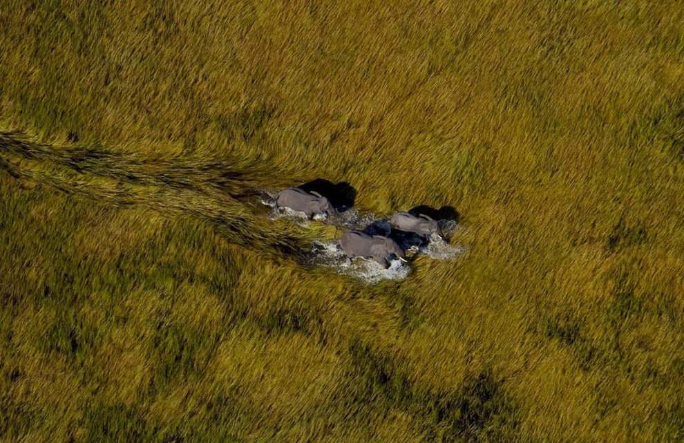 18. 在波劄那(Botswana)歐卡萬哥三角洲(Okavango Delta)的大象。<BR><BR>