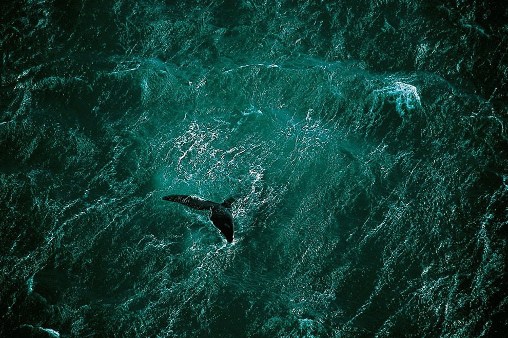28. 一隻在阿根廷(Argentina)瓦爾德斯半島(Valdes peninsula)外海遊泳的鯨魚。<BR><BR>