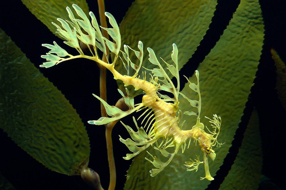 草海龍(Leafy Seadragon)