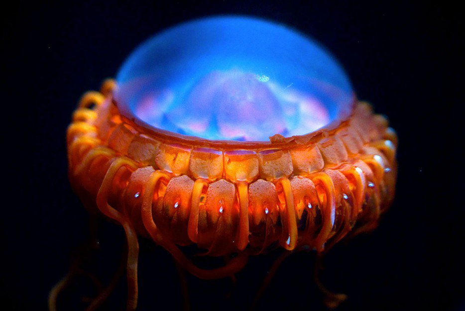 警報水母(Atolla Jellyfish)