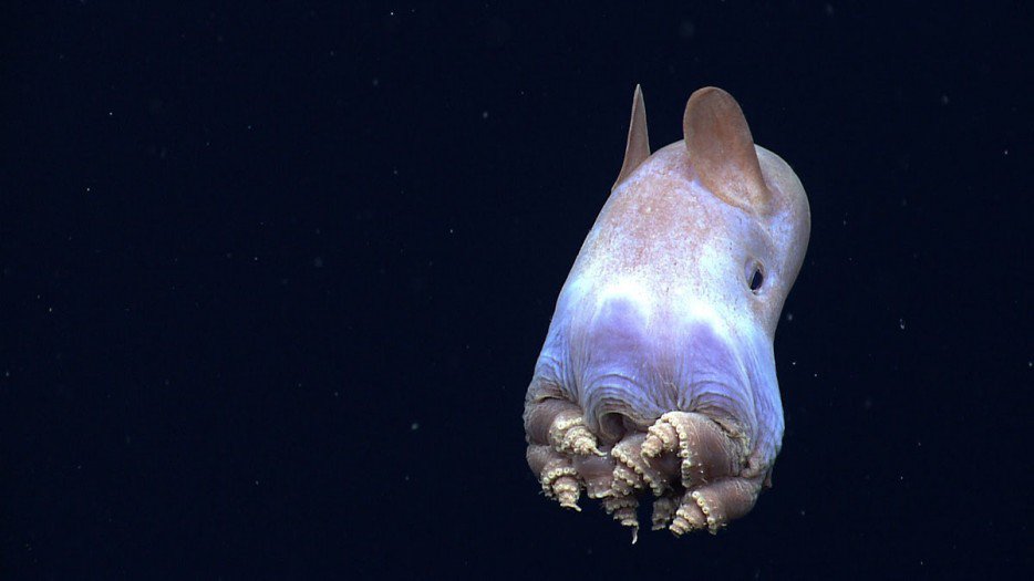 小飛象章魚(Dumbo Octopus)