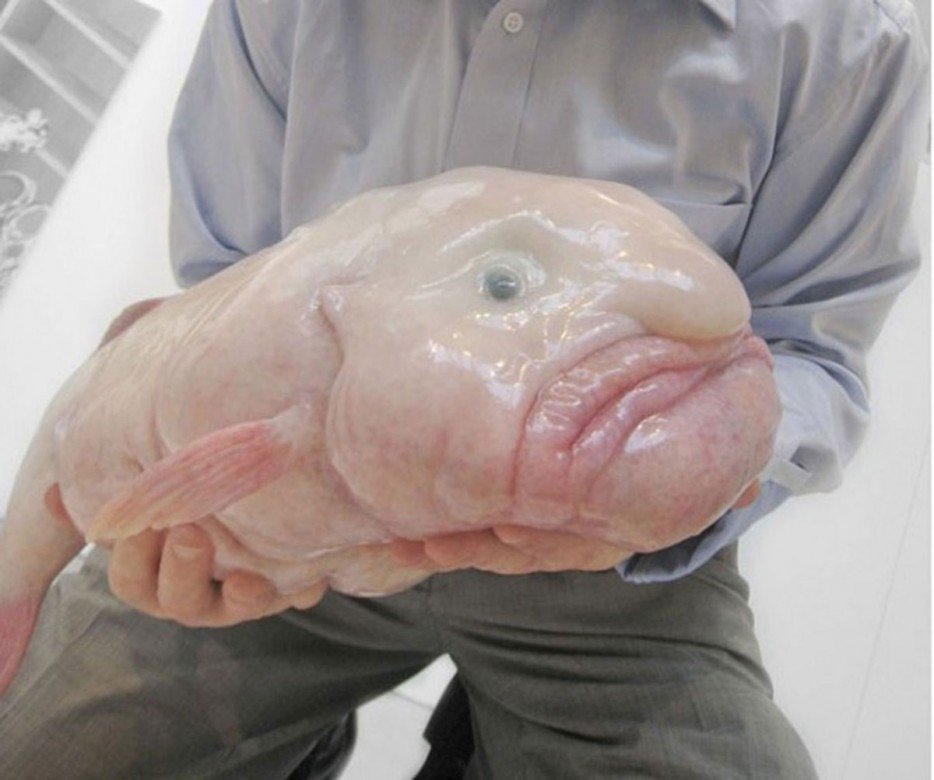 水滴魚(Blobfish)