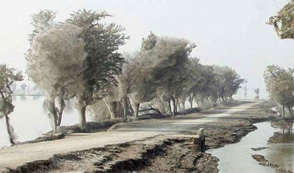 20. 繭樹：在巴基斯坦(Pakistan)蜘蛛會在洪水的時候在樹上結出這樣的網。<BR><BR>