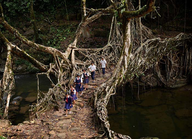 2. 印度某處：樹根做成了橋，讓孩子們可以跨過小溪去上學。<BR><BR>