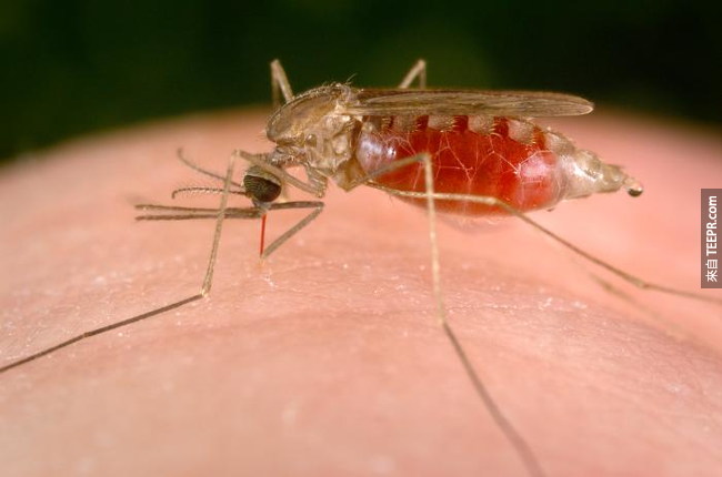4. 全球有一半人口都受瘧疾威脅。<BR><BR>