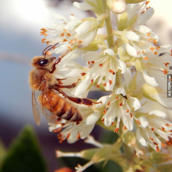 1. 蜜蜂