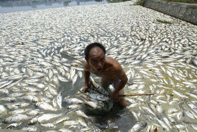 中國大陸的水質汙染問題不僅影響人民，還導致魚群的死亡，這更進一步的汙染了整個區域。<BR><BR>