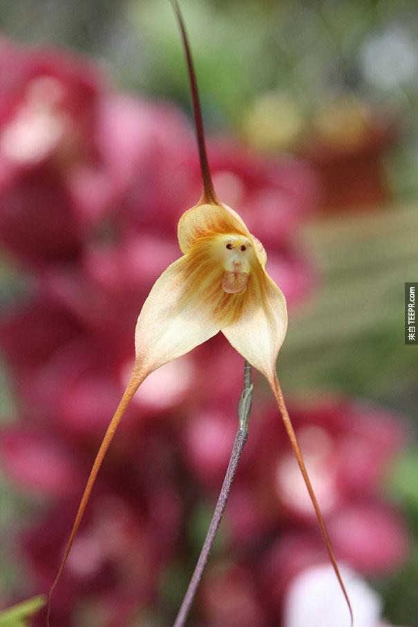 鮮花，看樣的動物 - 人的猴子 - 蘭花 -  pareidolia-4