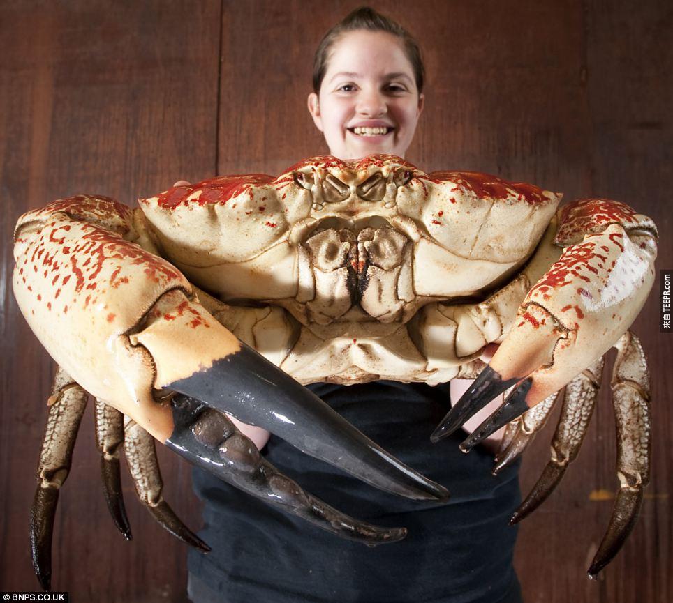 澳洲南海的塔斯馬尼巨蟹(Tasmanian Giant Crab)