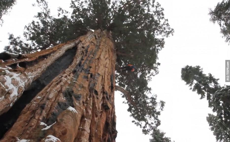 這棵 "總統樹" (The President) 就是這樣的樹。<BR><BR>這棵3,200歲的紅杉神木的高度是247尺高、體積是45,000立方公尺。<BR><BR>
