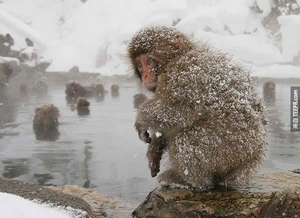 18.) 在一場降雪後，日本猴子一同捲縮在溫泉池附近。<BR><BR>