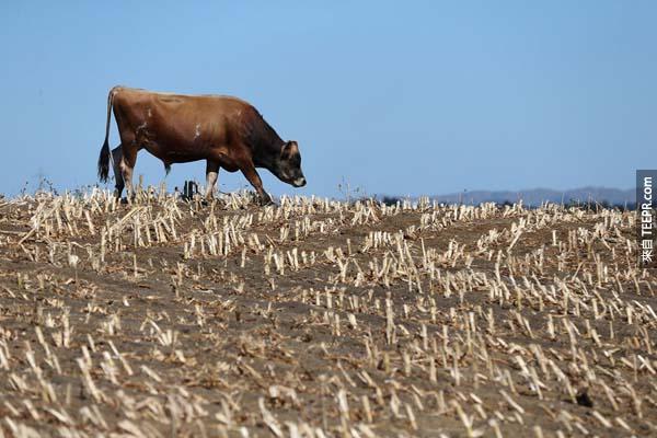 3.)紐西蘭的牛群在一面極為乾燥的草原上尋找食物。<!-- 電腦板-文章內插廣告-336X280 -->
<br><br>
<div align=