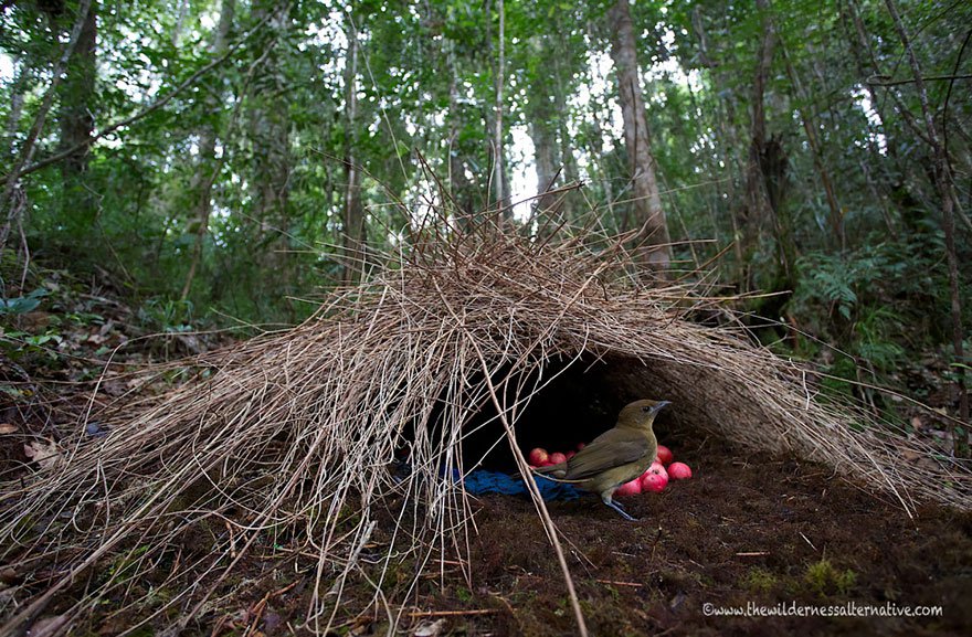 animal-architecture-nests-4-1