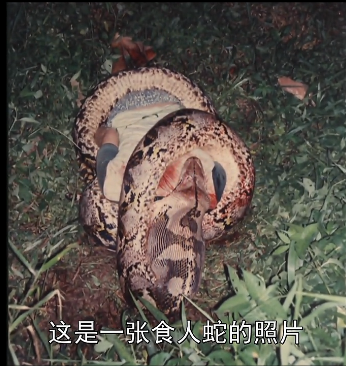 马来西亚巨蟒吞人 被林警发现后!剖开蛇肚发现的.