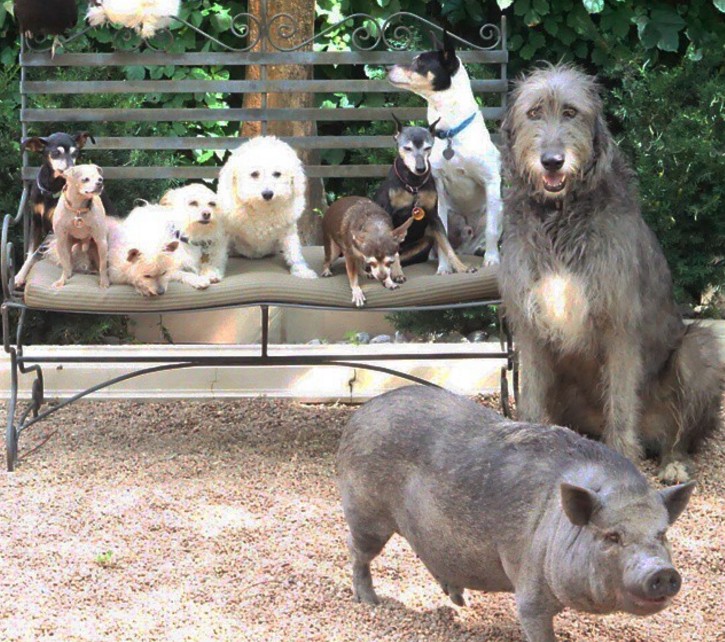 他因為不想要生命有遺憾就領養了7種不同動物把家裡變成「快樂動物園」！他們每天早上10點的儀式真的太可愛了！