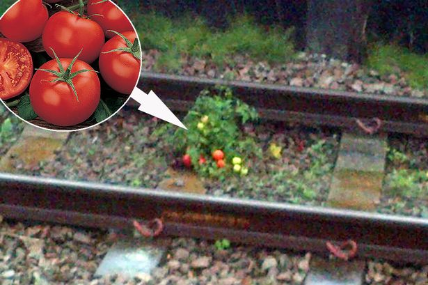 小時候我一直很好奇「火車上的便便跑去哪裡了」，現在知道後我再也無法用同樣眼光看番茄了！