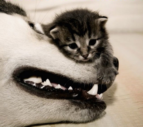 千萬別把「哈士奇」跟貓養在一起，不然他會變成這樣…第一張就笑到不行…！！