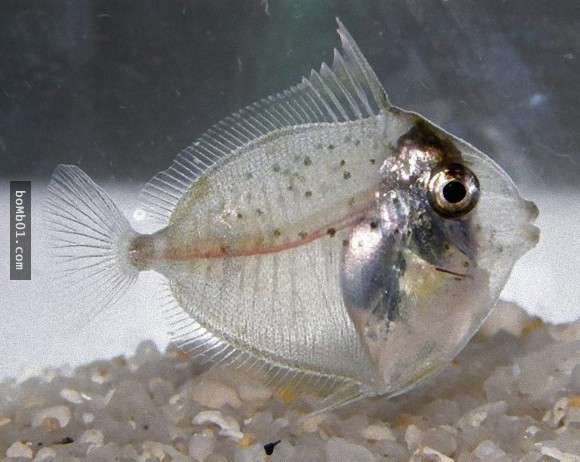 有人在海里找到这只「完全透明的小鱼」,本来以为是新