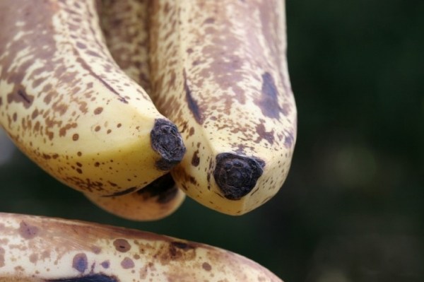 大批的香蕉受到愛滋血汙染，出現「這種情況」千萬不要吃！