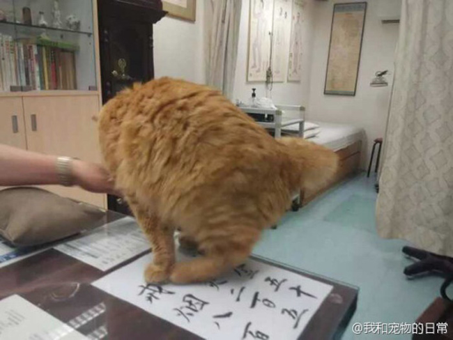 這隻胖胖貓非常樂意幫助來看診的病人紓壓。<BR><BR>