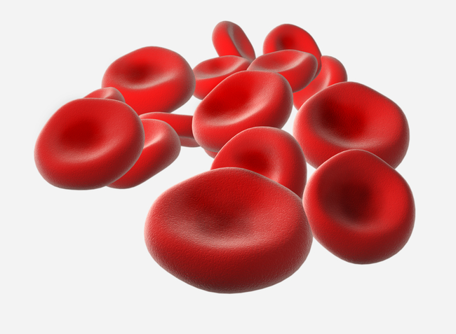 5. 紅血球可以在大約20秒內跑完你的全身。<BR><BR>