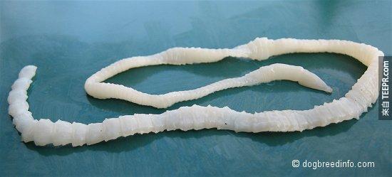 線蟲（ Tapeworm  ）– 這隻卑鄙的小蟲是很難被發現的，它會悄悄地生長在你的消化道中，完全沒有任何症狀或跡象。<BR><BR>要知道身體裡面有沒有線蟲的唯一方法就是檢查自己的糞便，並找到寄生蟲所在的位置。<BR><BR> 