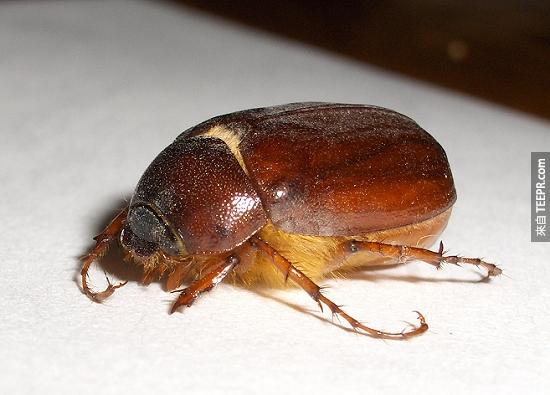 金甲蟲 （ June Bugs ） – 這種蟲時常在人的耳朵和嘴巴中被發現，他們會造成人類聽力障礙。<BR><BR>