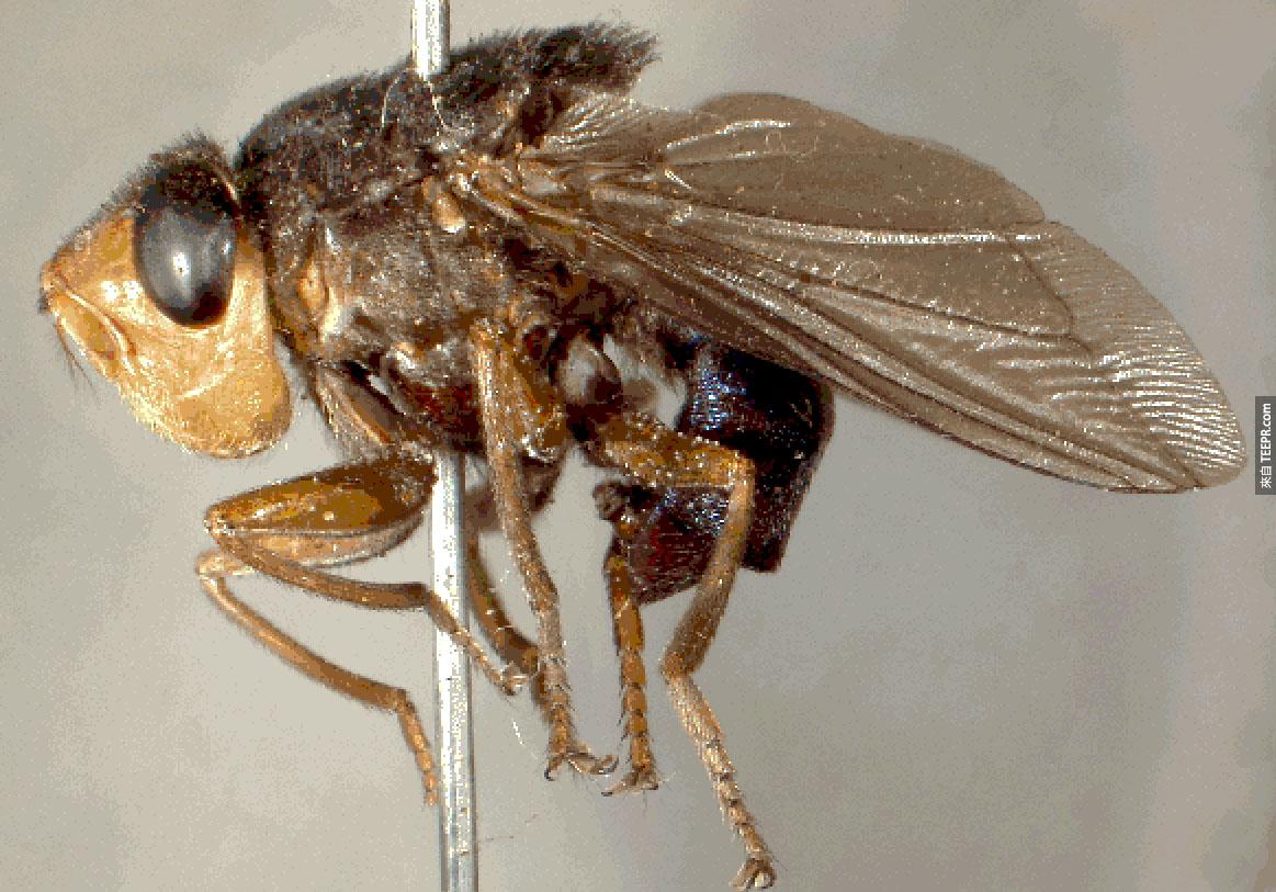人膚蠅（ Human Botfly ） – 很不巧地，人膚蠅（ Human Botfly ）幾乎可以在任何地方下蛋。<BR><BR>你可以在人的皮膚、嘴巴甚至是眼睛中找到他們的身影。<BR><BR>這簡直讓人不寒而慄啊！
