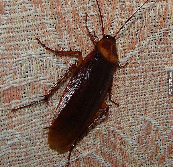 蟑螂（ Roaches ） – 你可能會很希望在睡覺時帶耳塞，據說蟑螂最喜歡在人的耳邊晃來晃去。<BR><BR>