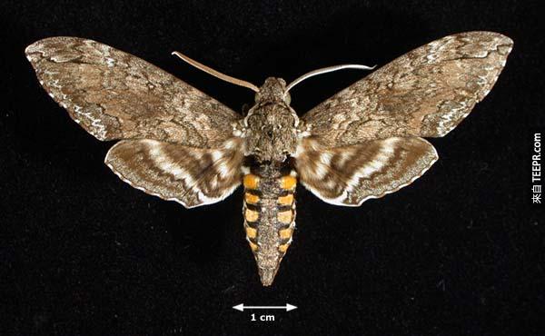 飛蛾 （ Moths ）– 飛蛾偶爾會飛到你的耳朵中爬行，他們可是非常難清除掉的，醫生必須用鑷子小心地將飛蛾清出來。<BR><BR>