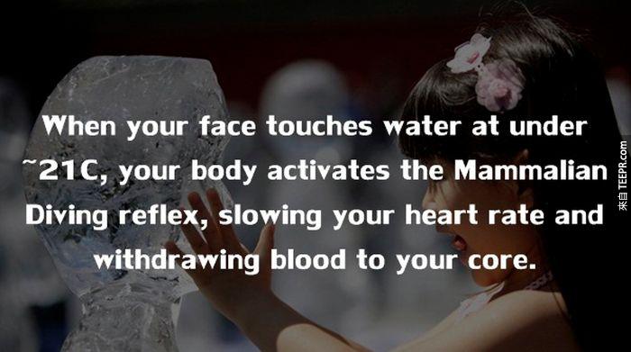 當臉碰到低於21度的水時，身體會自動啟動冬眠模式，減緩你的心跳並將血液從主軀幹中抽離。<BR><BR>