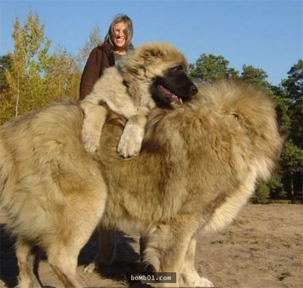 这只就是「一生只认一个主人」的世界最大犬种,藏獒敢