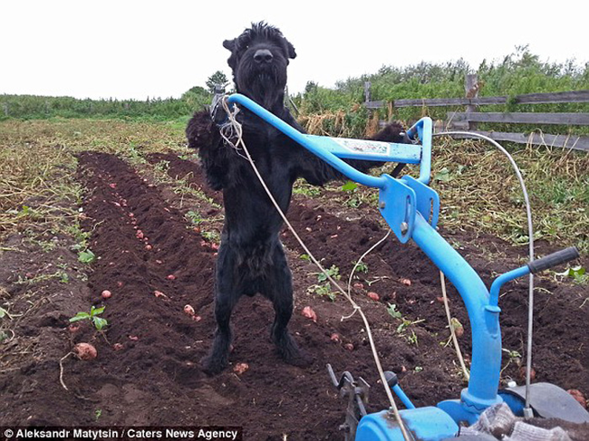 農田中這名黝黑的農夫，氣喘籲籲地認真工作。等等...他不是人類啊？！