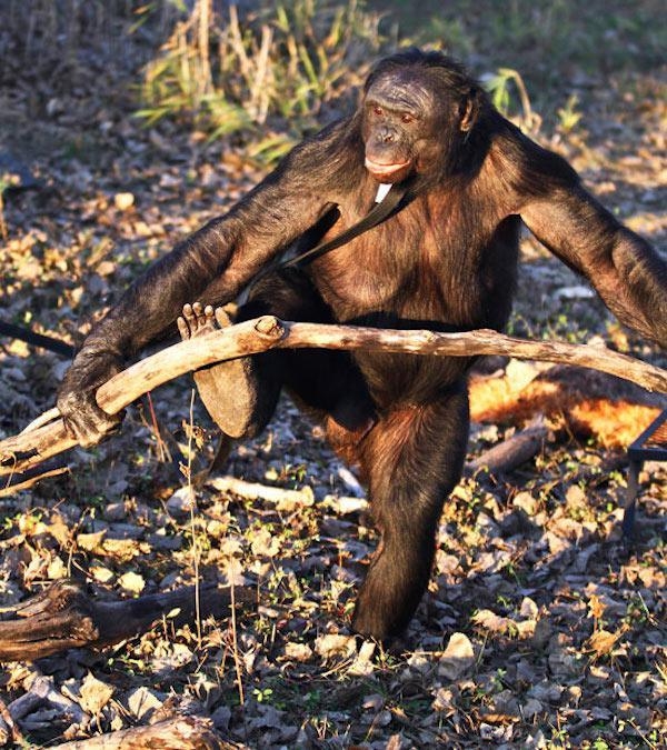 這隻超天才的猩猩在看了電影後，居然開始生火烤起棉花糖來吃？