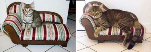 16張貓咪「從小到大的對比照片」萌到令人難忘！