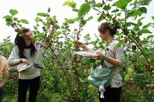 桑椹可以美容養顏、抗癌等，但食用不當會引起中毒，嚴重的會死亡