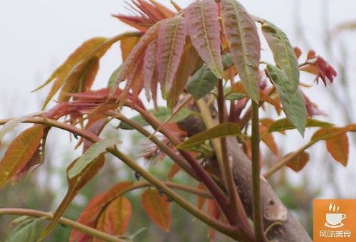 它是抗癌第一菜！ 防癡呆、降血糖、降血壓...補鈣補血又補鋅！