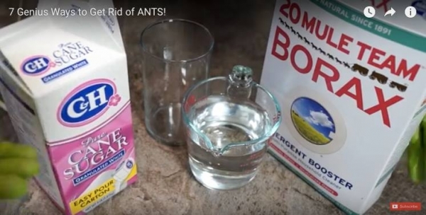 5個超強的DIY「螞蟻斷魂水」用了家裡再也不會出現螞蟻，第三招的做法真的超簡單 ！