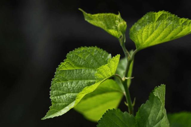 桑葉是降血糖能手？還能降壓、通血管？關鍵一定要這麼吃！