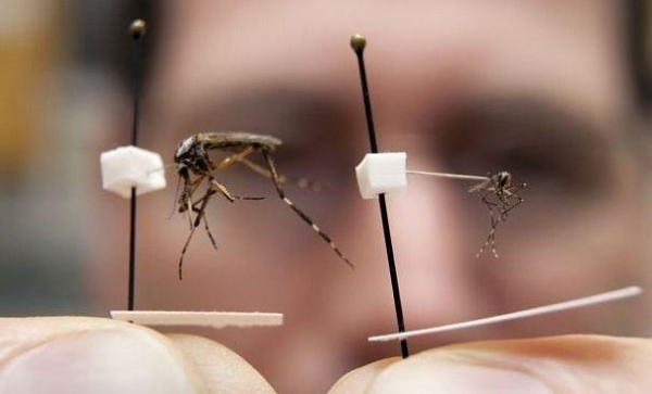 你看過這種「超大蚊子」嗎？牠竟會對你造成「這種無法抹滅的傷害」！