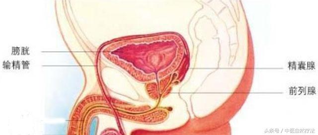 陽痿、早泄不要再藏著了，可能是前列腺疾病惹的禍