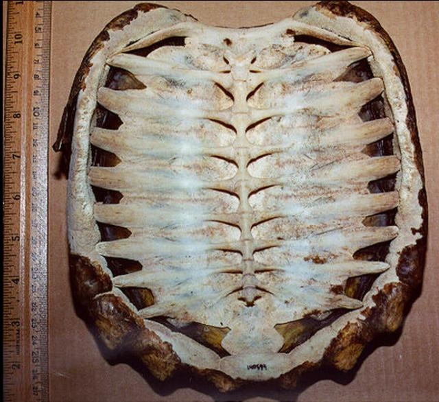 科學家用手術刀解剖烏龜，一切開後牠的「內部構造」讓科學家們都震撼了！