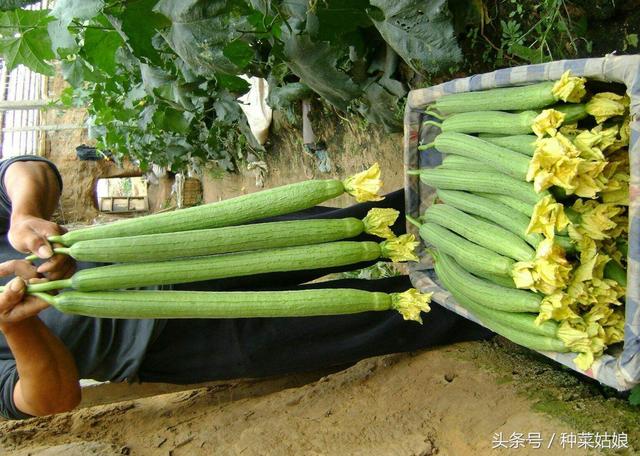 菜農種的「保鮮花」絲瓜，價格是普通絲瓜的好幾倍，根本就不愁賣